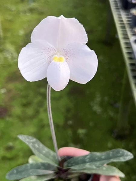 Paphiopedilum niveum x sib (STP)
