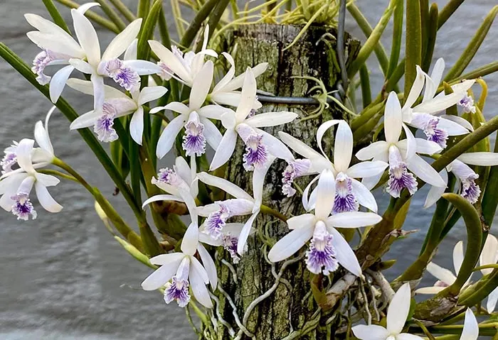 Laelia lundii coerulea