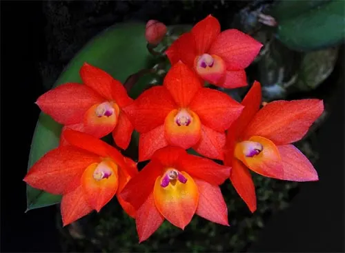 Sophronitis alagoensis