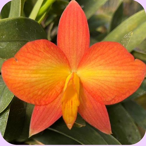 Sophronitis coccinea 'Barboletta' x self