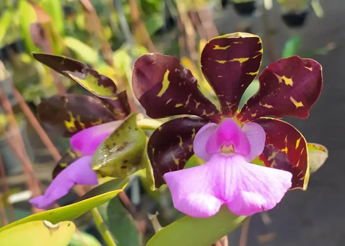 Cattleya aclandiae 'Surreal'
