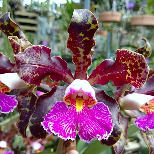 Cattleya schilleriana 'Xodo do patrao' x 'Guarapari'