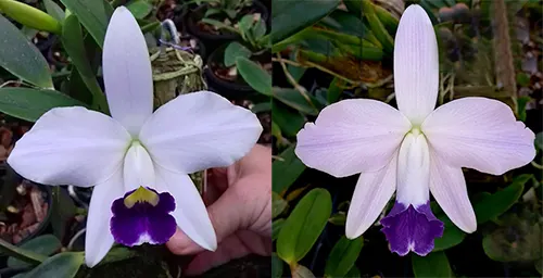 Laelia pumila coerulea 'Paraopeba' x 'Armadinha'