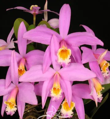 Laelia jongheana 'CL' x self