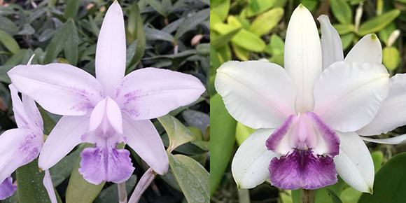 Cattleya intermedia coerulea '1099#1' x intermedia coerulea '1332#1'