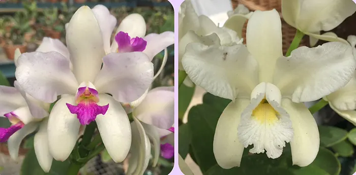 Cattleya amethystoglossa 'Elegancia' x ('Lorena' x 'BV')