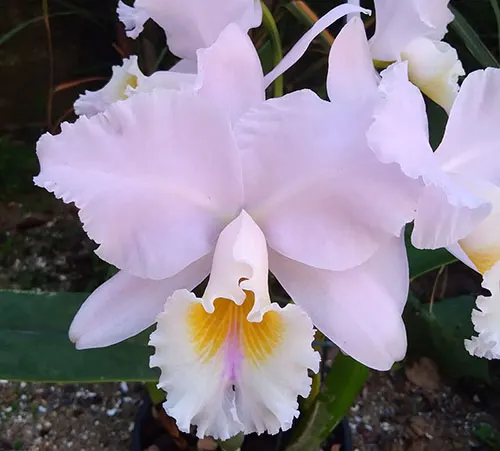 Cattleya labiata amesiana x amesiana