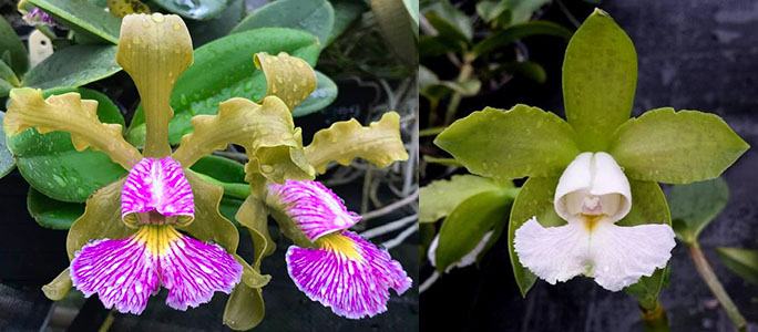 Cattleya schilleriana semi-alba '#2-2016' x schilleriana albescens '#3-2016'
