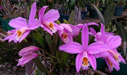 Laelia jongheana rubra x self
