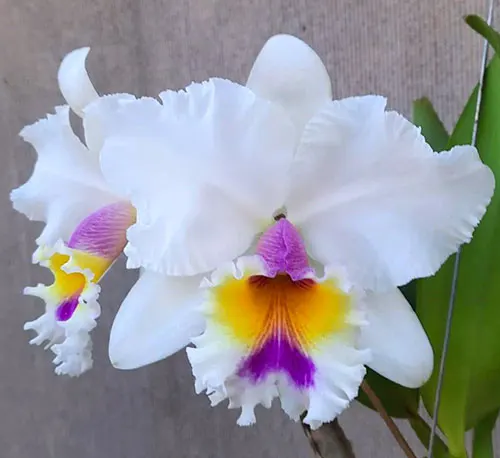 Cattleya Jaguariuna