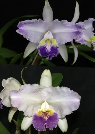 Cattleya lueddemanniana coerulea  flamea 'OX#44' x coerulea 'Happyness'