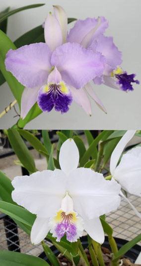 Cattleya lueddemanniana coerulea 'Dolores' x coerulea 'Cinza'
