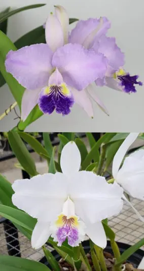 Cattleya lueddemanniana coerulea 'Dolores' x coerulea 'Cinza'