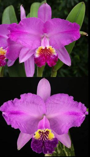 Cattleya lueddemanniana tipo flamea 'Diego' x tipo pincelada '#8'