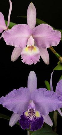 Cattleya lueddemanniana concolor 'Labeluda' x purpurea ' Baby Babe'