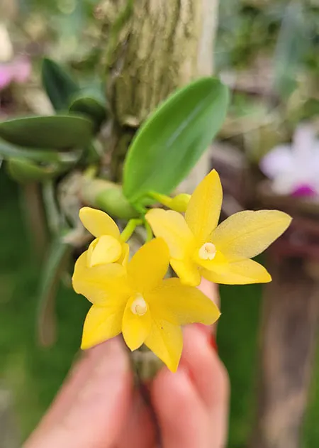 Sophronitis cernua amarelo x amarelo (SOC)