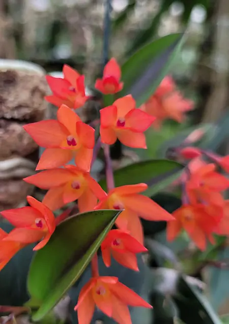 Sophronitis cernua (SOC)