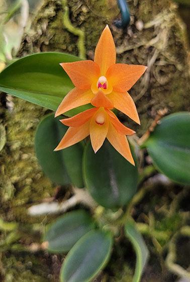 Sophronitis cernua amarela x cernua laraja