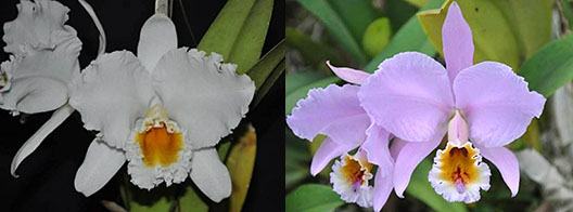 Cattleya percivaliana alba 'Rachel' x percivaliana 'Chuva Ouro'