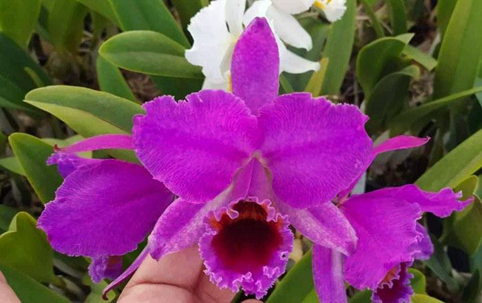 Cattleya percivaliana 'Miss Guacu' x percivaliana rubra 'Oscurissima'
