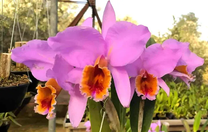 Cattleya percivaliana 'Gabriela' x percivaliana coerulea 'Undine'
