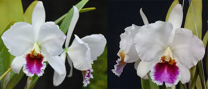 Cattleya percivaliana semi-alba 'Amarílis' x percivaliana semi-alba 'Terra'