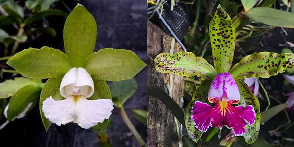 Cattleya schilleriana albescens '#2-2016' x schilleriana semi-alba 'Esmeralda'