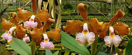 Cattleya velutina 'Tigresa' x velutina 'Luiz Claudio'