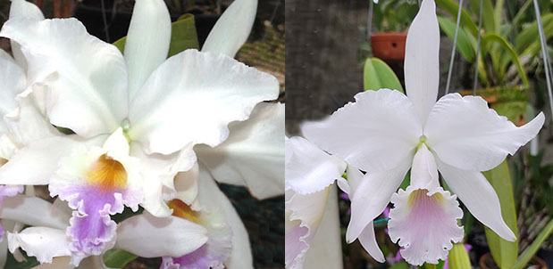 Cattleya labiata amoena 'Fowleyana' x labiata amoena 'Jose Dias de Castro'