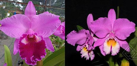 Cattleya labiata venosa x Cattleya labiata cara branca