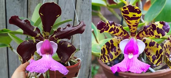 Cattleya aclandiae escura x aclandiae tipo XXX