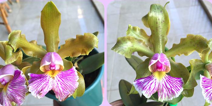 Cattleya schilleriana suave 'Lisa' x schillerian suave 'Pintas'