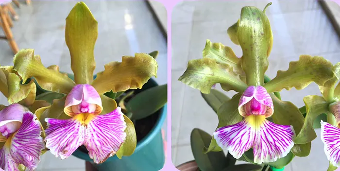 Cattleya schilleriana suave 'Lisa' x schillerian suave 'Pintas'