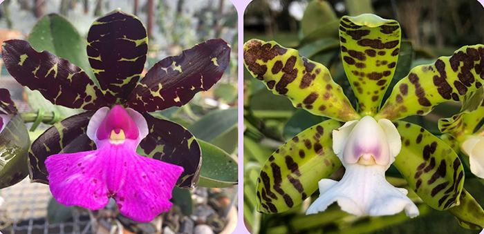 Cattleya aclandiae albescens 'Mr Nice Guy' x aclandiae coerulescens 'Unique'