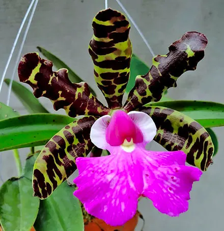 Cattleya aclandiae tipo x self