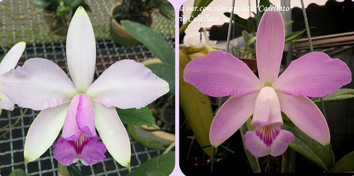 Cattleya violacea 'Urupa' x violacea concolor 'Casselato'