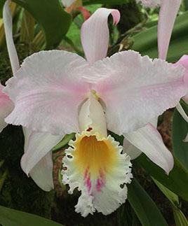 Cattleya mendelii semi-alba clara x self