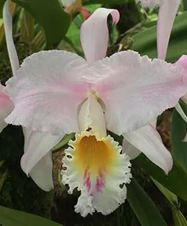 Cattleya mendelii semi-alba clara x self