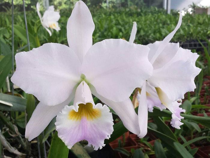Cattleya labiata amesiana 'Angerer' 4N