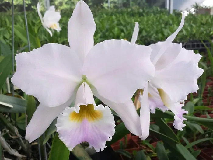 Cattleya labiata amesiana 'Angerer' 4N