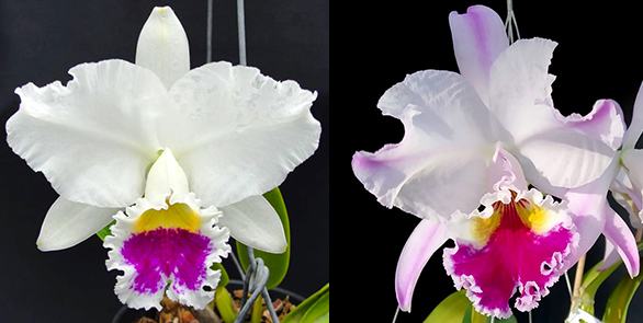 Cattleya labiata semi-alba 'DM05' x labiata semi-alba pincelada 'Celio'