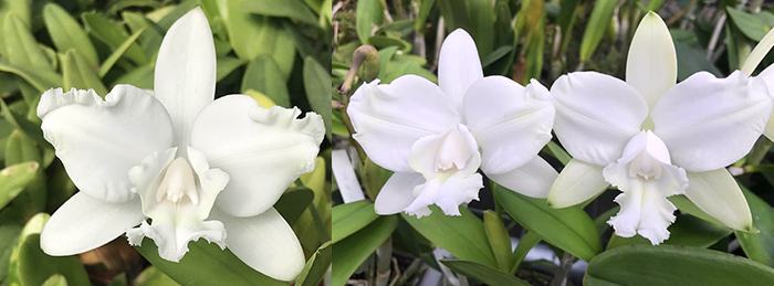 Cattleya intermedia aquinii alba 'Otto' x intermedia alba 'Royal Salute'
