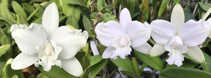Cattleya intermedia aquinii alba 'Otto' x intermedia alba 'Royal Salute'