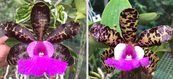 Cattleya aclandiae 'Gorgeous' x 'Super Star'