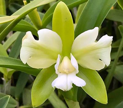 Cattleya leopoldii alba trilabelo x self