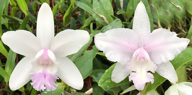 Cattleya intermedia suave '#2' x intermedia suave 'Carlos Gomes'