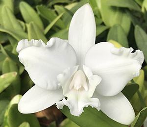 Cattleya intermedia aquinii alba 'Otto' x self