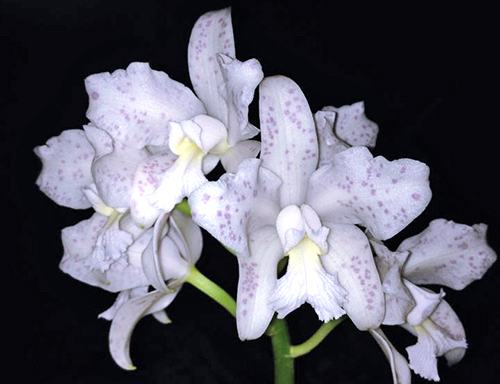 Cattleya amethystoglossa albescens x self