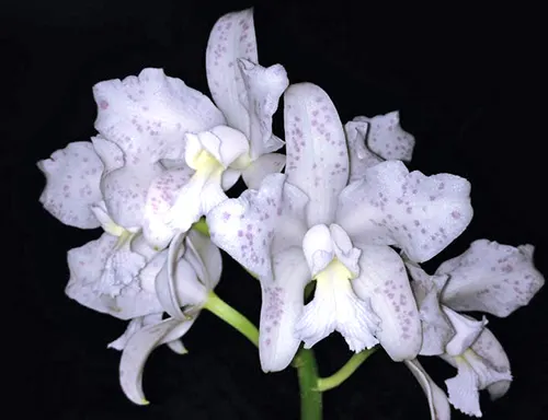 Cattleya amethystoglossa albescens x self