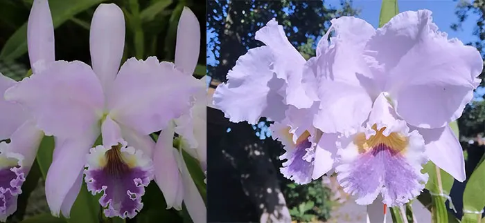 Cattleya labiata coerulea ('Junior' x 'Panelas') x labiata coerulea ('Z-185' x coerulea)